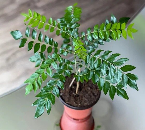 Curry Patta (કરી પત્તા / મીઠો લીમડો)